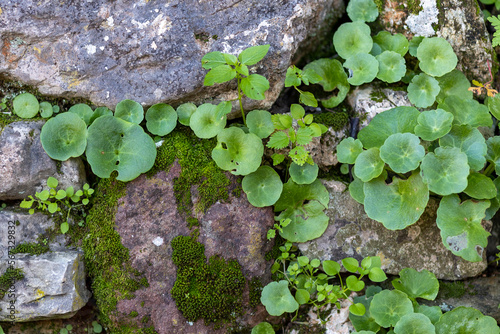 Umbilicus rupestris plant
