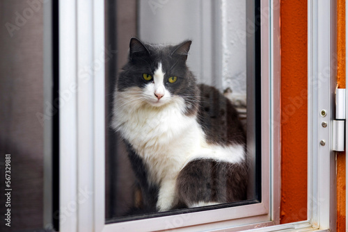 cat watching through window © Mauro Rodrigues