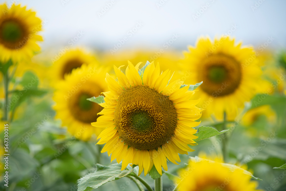 Sunflower in the foreground against a background of the sky and a field of sunflowers Sunflower in the foreground against a background of the sky and a field of sunflowers
