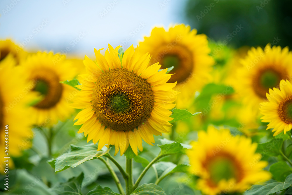 Sunflower in the foreground against a background of the sky and a field of sunflowers