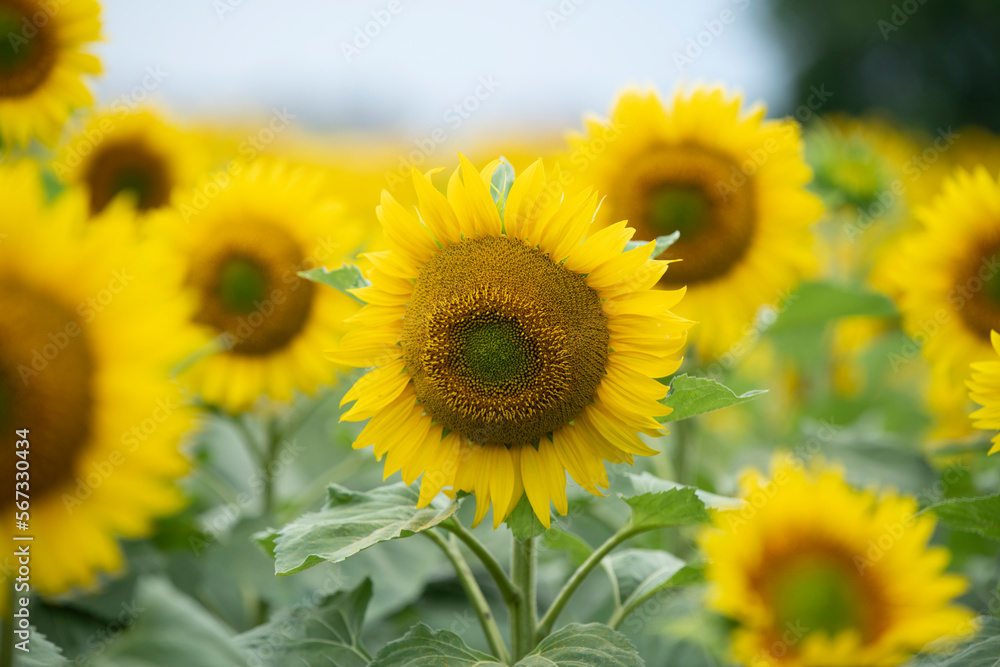 Sunflower in the foreground against a background of the sky and a field of sunflowers