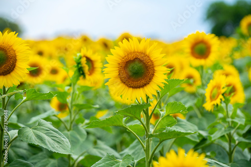 Sunflower in the foreground against a background of the sky and a field of sunflowers