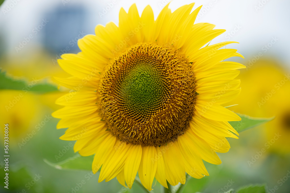 Sunflower in the foreground