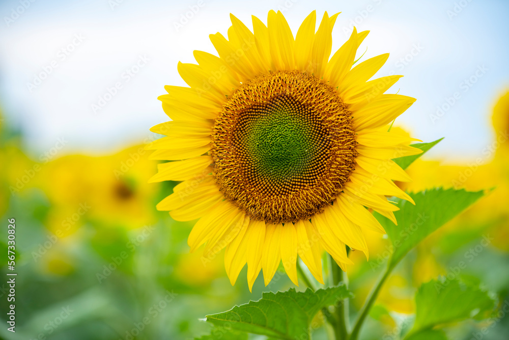 Sunflower in the foreground Sunflower in the foreground