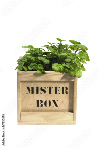 Wooden box filled with the Pilea nummulariifolia plant 