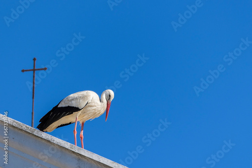 Typical white stork stork on top of buildings