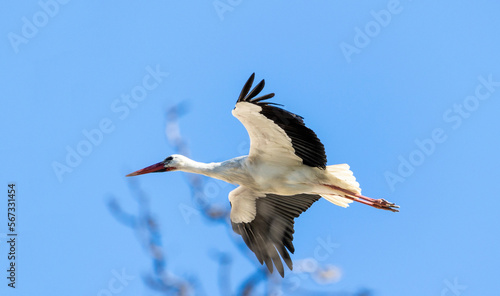 Typical white stork stork on top of buildings