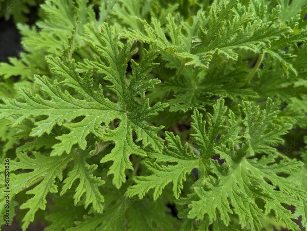 Close up of mosquito plant (Pelargonium citrosum) Close up of mosquito plant (Pelargonium citrosum)