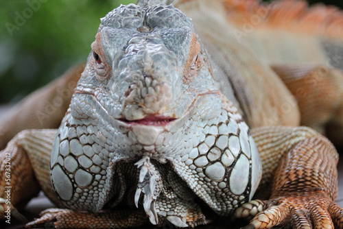 Photography iguana in a zoo in singapore