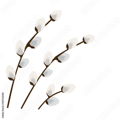 pussy willow branches on a white background. Vector illustration