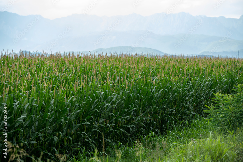 a field of green, young corn against a background of sky and mountains a field of green, young corn against a background of sky and mountains