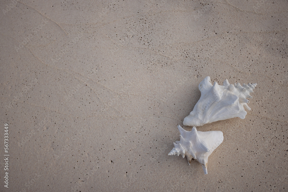 Two big white seashells on the sand background. Two big white seashells on the sand background.