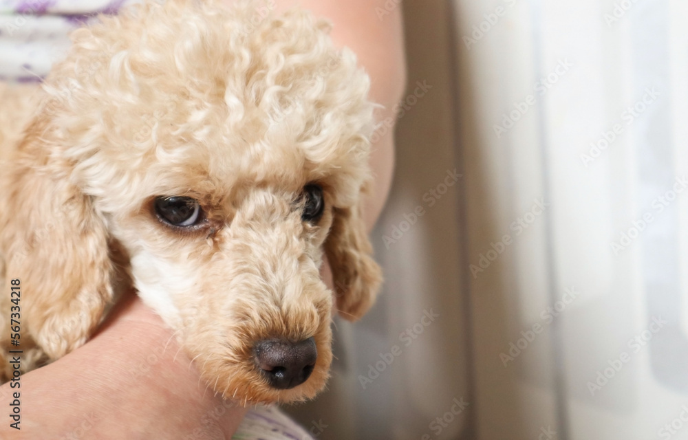 a sad little poodle in his arms,a sad dog look,a golden puppy, a pet looking up
