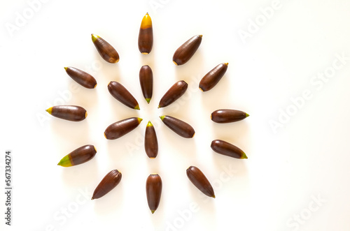 A group of acorns forming a circle against a light background.