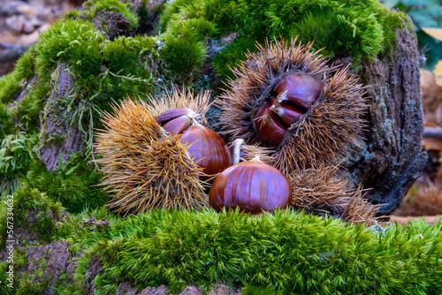 roup of hedgehogs and chestnuts on natural background photo