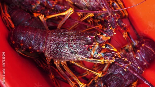 Unloading seafood off a fishing boat in Tasmania Australia. Fresh Australian crayfish rock lobster in a market in China asia. photo