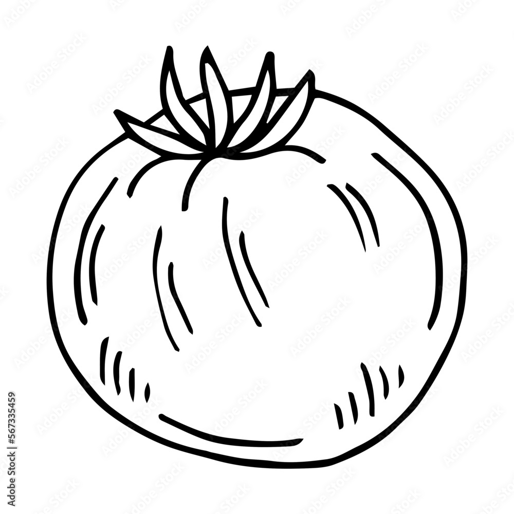 Tomato. Graphics. Illustration. Vector. Tomato. Graphics. Illustration. Vector.