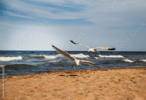 Seagulls on the coast of Mediterranean sea, Sant Carles de la Rapita photo