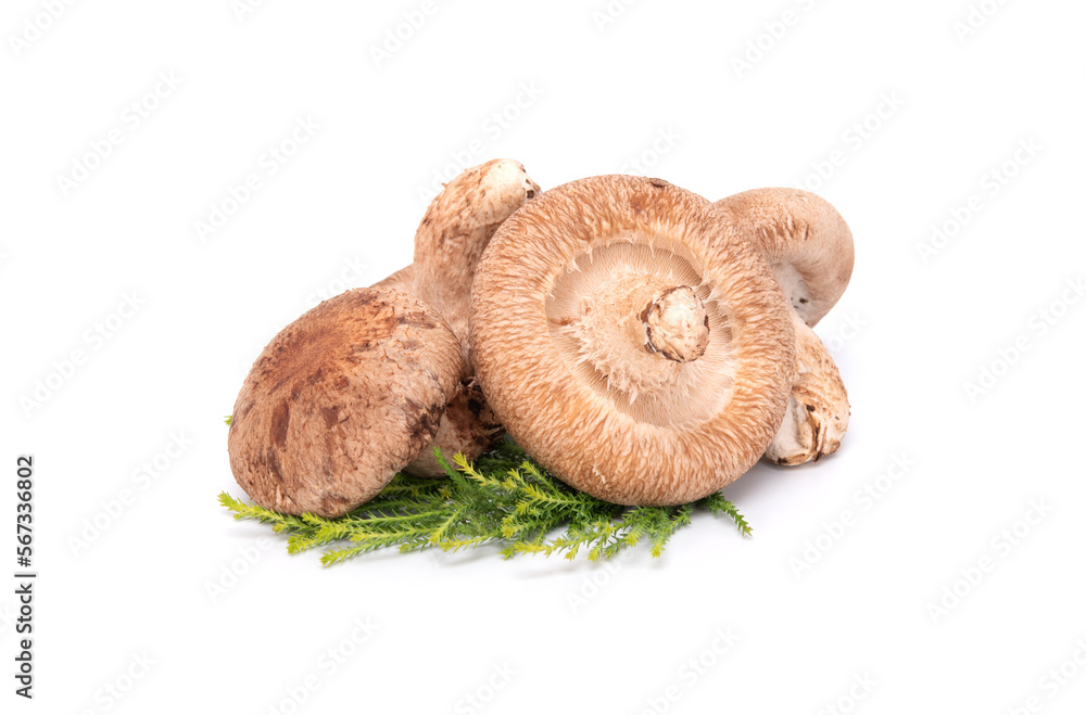 Fresh shiitake mushroom isolated on white background. close up. japanese food Fresh shiitake mushroom isolated on white background. close up. japanese food