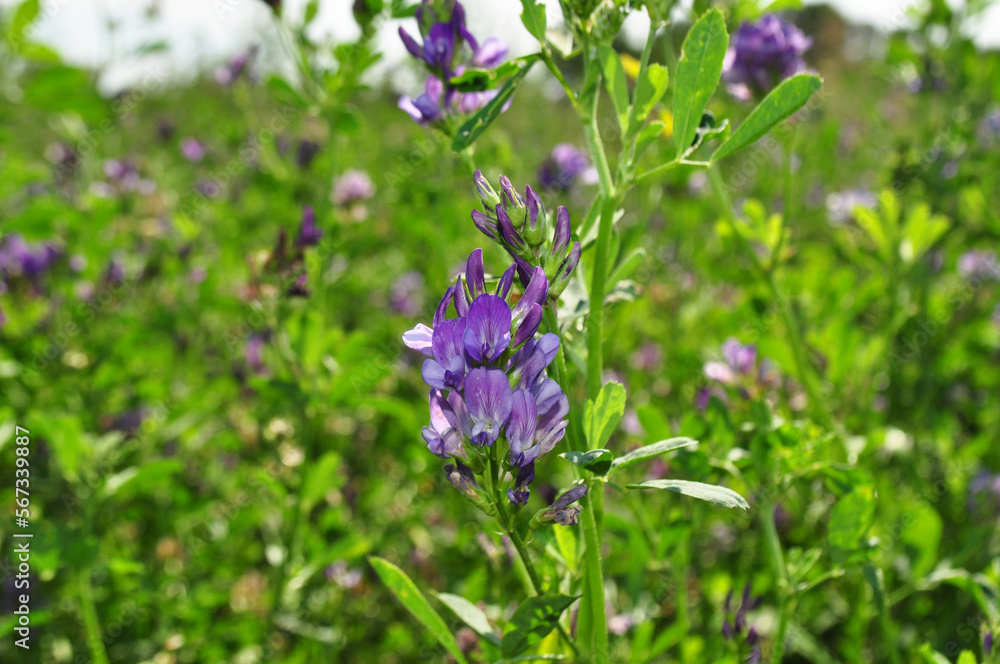 Alfalfa flowers for growing seeds, alfalfa in a field with flowers, background