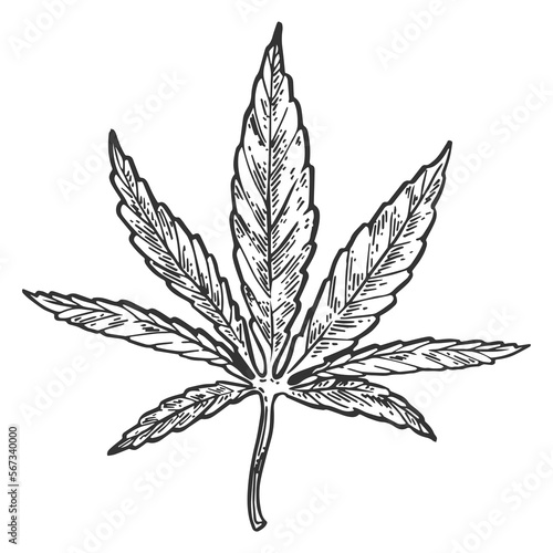 Narcotic cannabis leaf engraving PNG illustration with transparent background © Oleksandr Pokusai