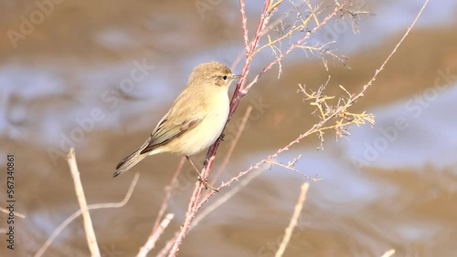 Common chiffchaff (Phylloscopus collybita) perched in a branch in Nature Reserve Marismas del Odiel, Huelva