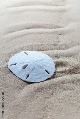 Common sand dollar shell, echinarachnius parma, on the sandy beach