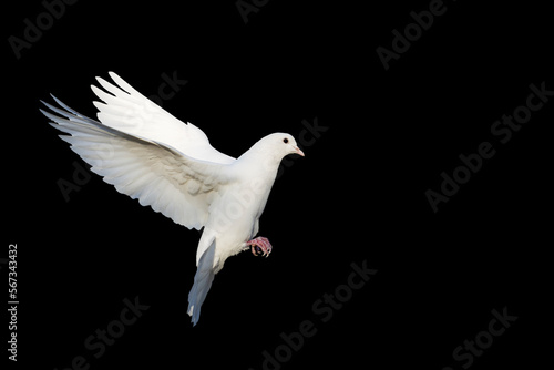 white dove flying isolated on black background