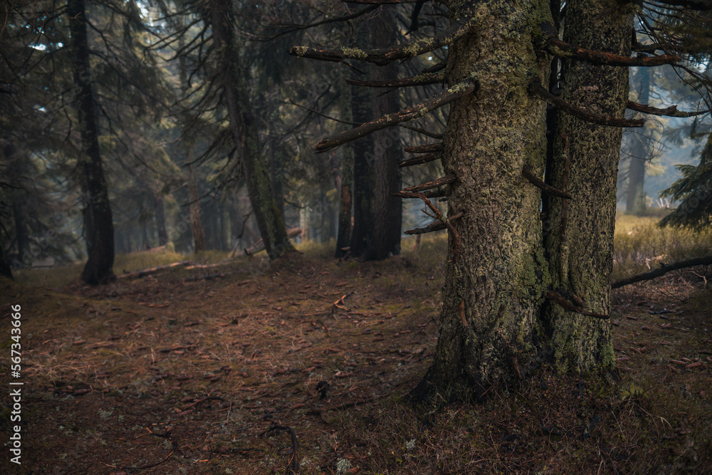 Fototapeta premium tree in the forest, fog, morning, moss on a tree, mountain forest