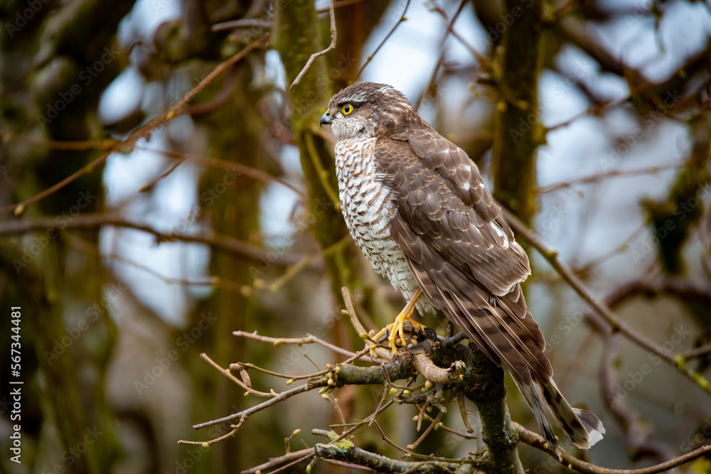 Fototapeta premium Eurasian sparrowhawk (Accipiter nisus)