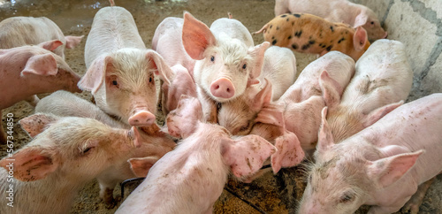 Many little piglets are fighting for food on a rural pig farm. top view photo
