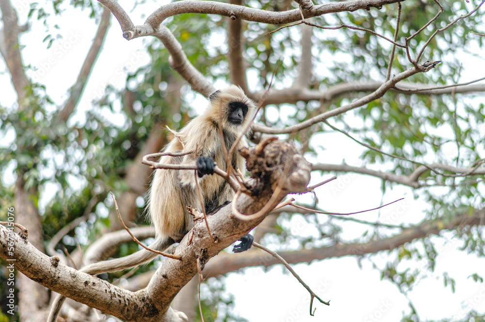 Indian black-faced monkey called Hanuman monkey on the way up to worship on Khitchakut