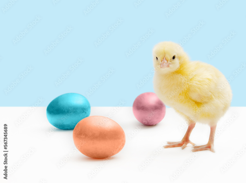 Little chick with easter eggs
