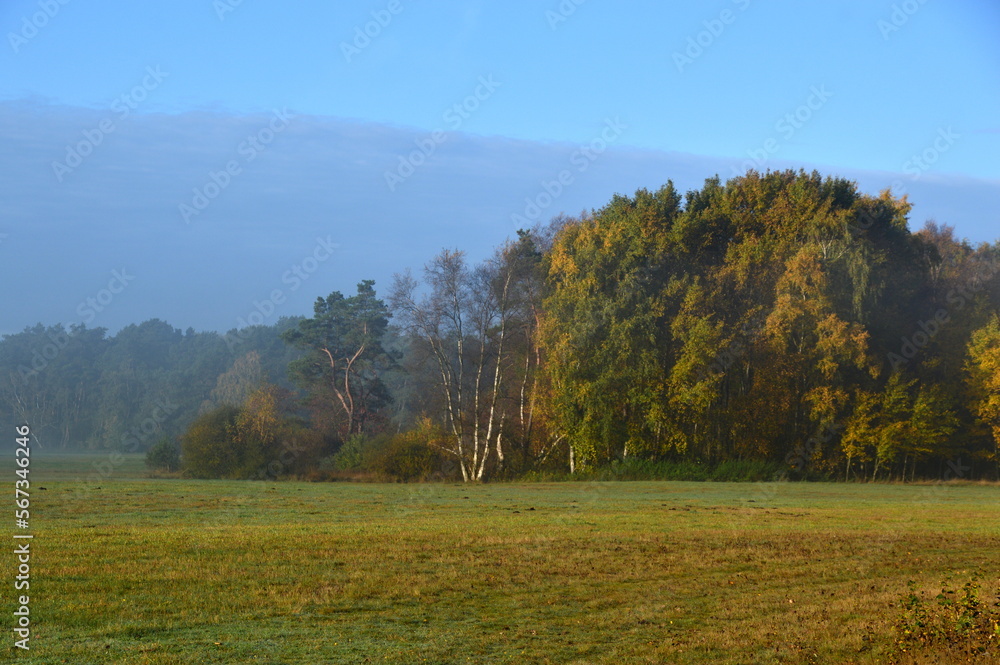 Foggy Morning in the Heath Lüneburger Heide, Walsrode, Lower Saxony