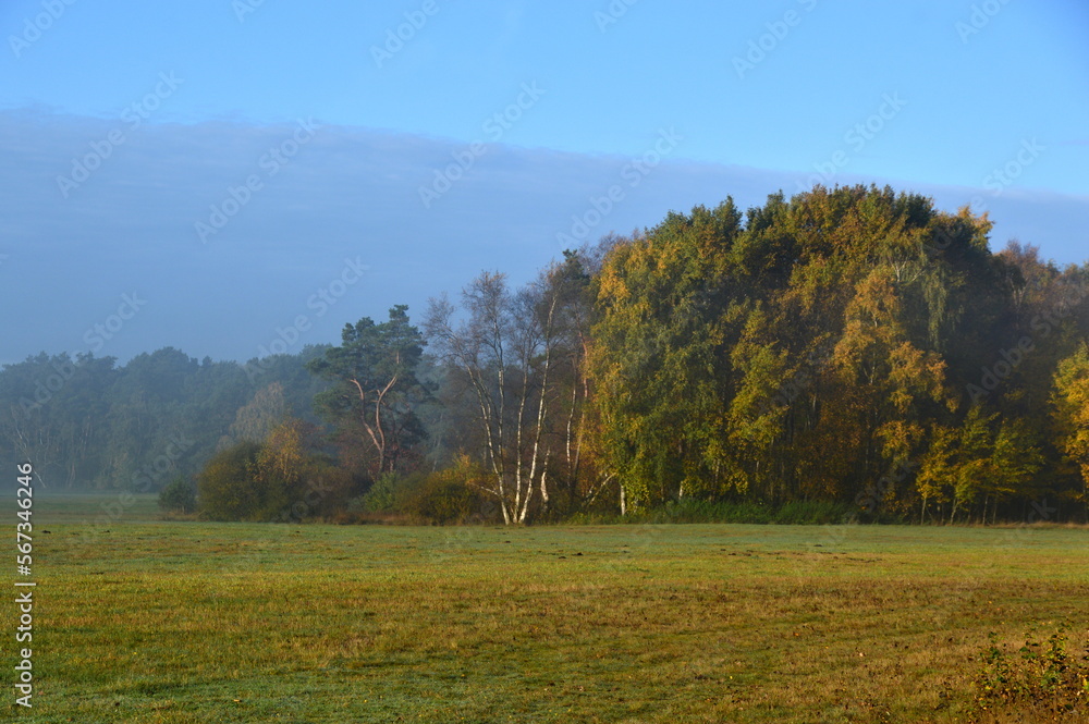 Foggy Morning in the Heath Lüneburger Heide, Walsrode, Lower Saxony Foggy Morning in the Heath Lüneburger Heide, Walsrode, Lower Saxony
