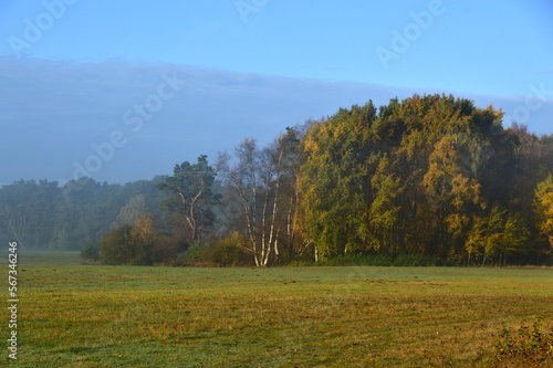 Foggy Morning in the Heath L  neburger Heide  Walsrode  Lower Saxony