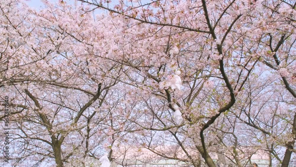 Cherry blossoms in Wuhan in spring Cherry blossoms in Wuhan in spring