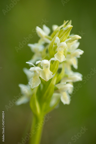 Foto Inflorescence of the subspecies of the early marsh-orchid, Dactylorhiza incarnata subsp