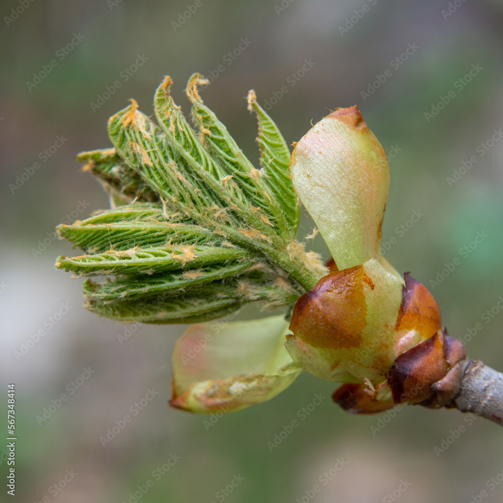 Delicate, pretty spring buds blooming in close-up Delicate, pretty spring buds blooming in close-up