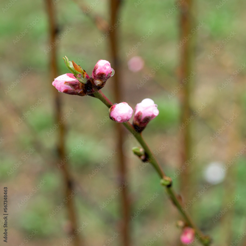 Delicate, sweet spring blossoming cherry or peach buds in close-up Delicate, sweet spring blossoming cherry or peach buds in close-up