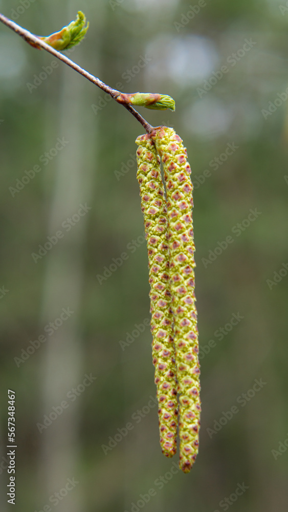 Delicate cute spring blossoming willow sprig in close-up Delicate cute spring blossoming willow sprig in close-up