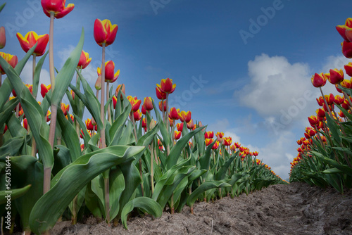 Spring. Field of tulips Netherlands.