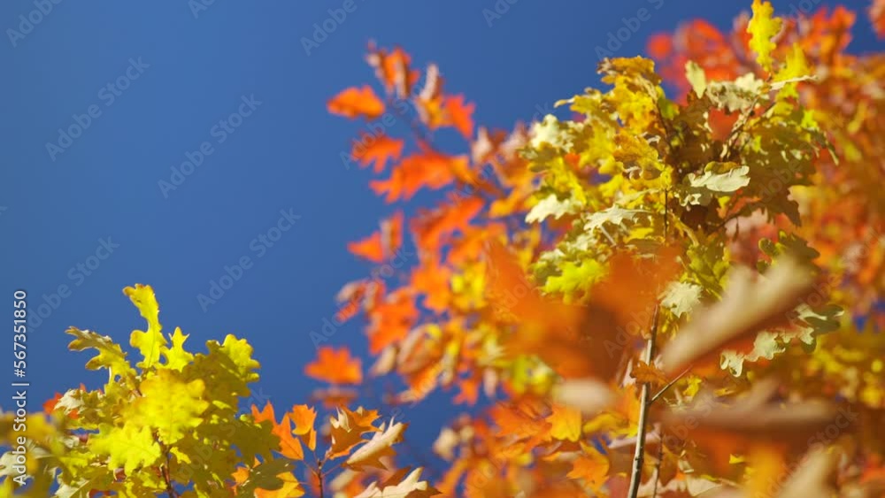 Sun shines to vibrant orange and yellow autumn coloured leaves moving in slow wind, dark blue sky behind, closeup detail - abstract Indian summer mood background Sun shines to vibrant orange and yellow autumn coloured leaves moving in slow wind, dark blue sky behind, closeup detail - abstract Indian summer mood background