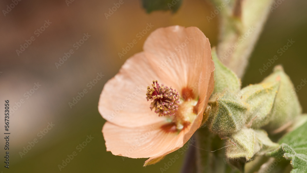 Details of a pink flower on green. Details of a pink flower on green.