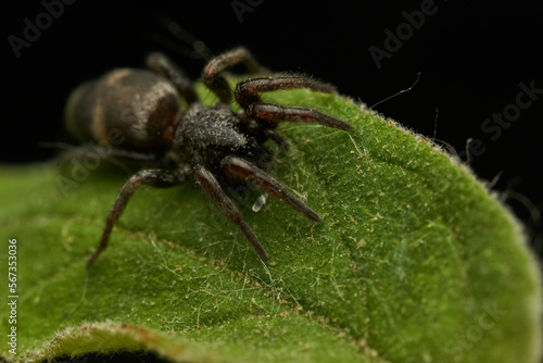Details of a black spider on a green leaf.