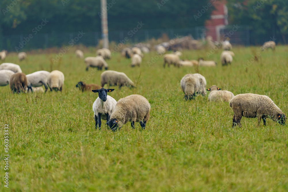 A large herd of different breeds of sheep grazing freely in a meadow A large herd of different breeds of sheep grazing freely in a meadow