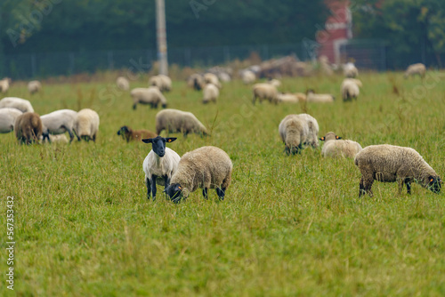 A large herd of different breeds of sheep grazing freely in a meadow