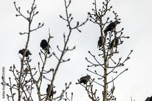 Starlings on a tree. against the sky