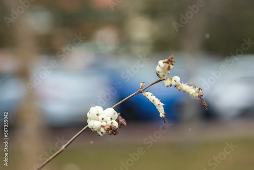 white pearl bush, close-up macro. photo