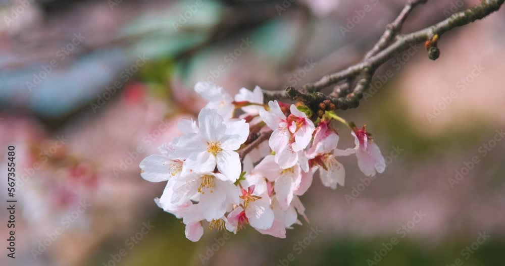 Cherry blossoms in Wuhan in spring